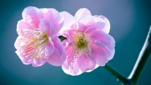 Prunus mume