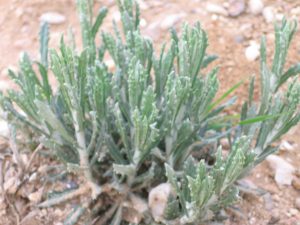 achillea-fragrantissima