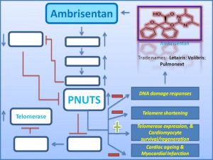 ambrisentan-prevents-cardiac-ageing-by-increasing-pnuts-expression