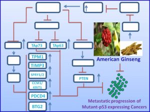 american-ginseng-induces-the-expression-of-tap63-p73-to-regress-mutant-p53-exp-tumors