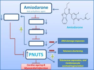 amiodarone-increases-pnuts-expression-6-dec-2016