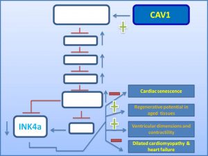 cav1-decreases-the-exp-of-senescence-promoter-ink4a-and-inhibits-the-prog-of-dilated-cardiomyopathy
