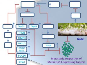 garlic-suppresses-lats1-and-2-expression-to-augment-anticancer-immunity