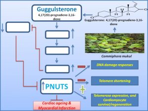 guggulsterone-promotes-cardiomyocyte-regeneration-and-protects-it-from-mi