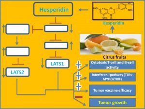 Figure 5. Mechanistic insights into how Hesperidin suppresses the expression of Lats1/2 to promote tumor regression.