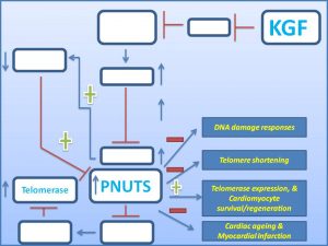 kgf-induces-pnuts-expression-to-promote-cardiomycyte-regeneration