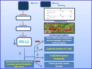 kukoamine-a-inhibits-pdl1-expression