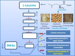 leucine-inhibits-dilated-cardiomyopathy-heart-failure