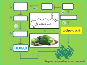 lipoic-acid-promotes-muscle-stem-cell-regeneration-via-down-regulation-of-hoxa9
