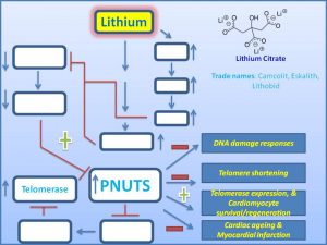 lithium-induces-pnuts-expression-to-promote-cardiomycyte-regeneration