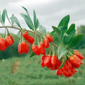 Figure 1. Lycium