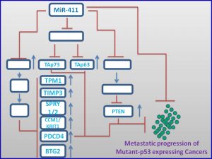 mir-411-induces-the-expression-of-tap63-p73-to-regress-mutant-p53-exp-tumors