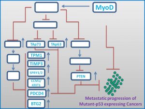 myod-induces-the-expresison-of-tap73-p63