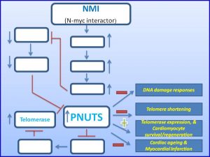 nmi-induces-pnuts-expression-to-promote-cardiomycyte-regeneration