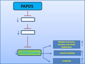 papd5-suppresses-p70s6-kinase-to-promote-longevity