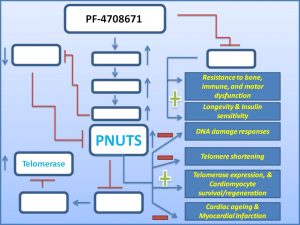 pf-4708671-induces-the-expresion-of-pnuts-to-prevent-myocardial-infarction