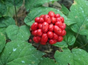 Figure 1. Panax ginseng 