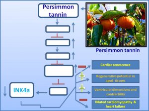 persimmon-tannin-decreases-the-exp-of-senescence-promoter-ink4a-and-inhibits-the-prog-of-dilated-cardiomyopathy