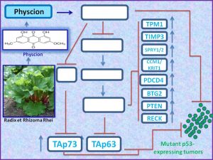 physcion-induces-the-expression-of-tap73-to-regress-mutant-p53-exp-tumors