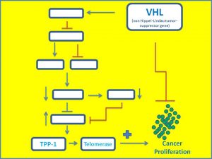 vhl-suppresses-tpp1-and-telomerase-expression1