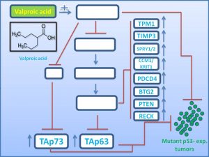 valproci-acid-induces-the-expression-of-tap73-to-regress-mutant-p53-exp-tumors