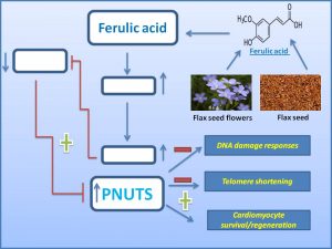 ferulic-acid-promote-cardiomyocyte-regeneration