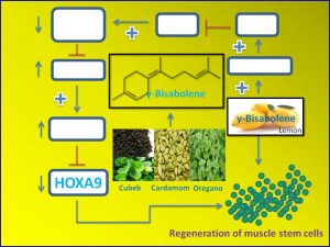 g-bisabolene-promotes-muscle-stem-cell-regeneration-via-down-regulation-of-hoxa9