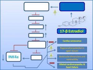 17-%ce%b2-estradiol-inhibits-ink4a-expression-and-dilated-cardiomyopathy