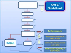 aml3-inhibits-ink4a-expression-and-dilated-cardiomyopathy