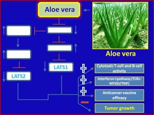aloe-vera-inhibits-lats1-2-expression-to-promote-antitumor-immunity