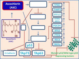 Ascochlorin increases the expresiosn of p53 homologs p73 and p63 in cancer cells