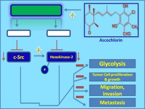 Ascochlorin inhibits c-Src and HK-2 expression