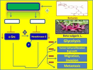 Betain suppresses c-Src and hk