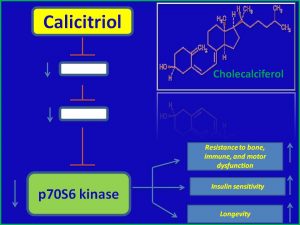 Cholecalciferol inhibts p70 S6 kianse and extends mammalian life span
