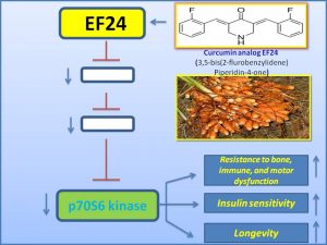 ef24-inhibits-p70-s6-kinase-expression-and-extends-lifespan