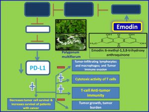 emodin-inhibits-pdl1-expression-to-promote-antitumor-immunity