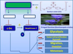 Gentian violet (GV) inhibits c-Src expression