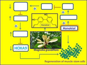 honokiol-pormotes-regeneration-of-muscle-stem-cells-by-suppressing-hoxa9-expression