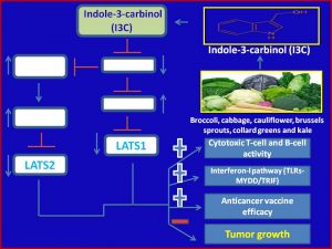 Indole-3-carbinol (I3C) suppresses Lats1.2