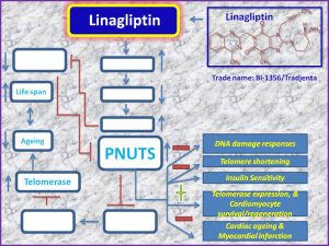 Linagliptin induces PNUTS expression