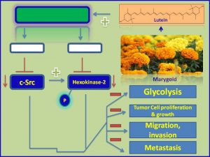 Lutein suppresses c-Src and HK2