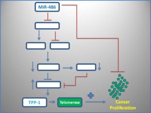 mir-486-suppresses-telomerase-expression
