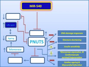 mir-540-increases-pnuts-expression-and-inhibits-cardiac-ageing