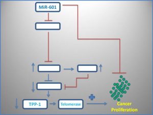 mir-601-suppresses-the-expression-of-tpp1-and-telomerase