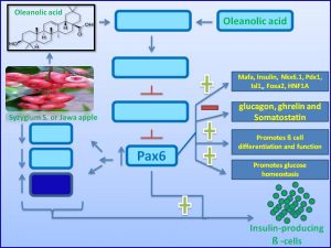 oleanolic-acid-increases-pax6-expression-to-promote-proliferaiton-of-insulin-producing-cells