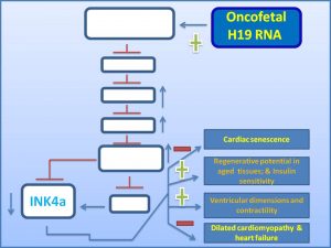 oncofetal-h19rna-suppresses-ink4a-expression-to-inhibit-dilated-cardiomyopathy