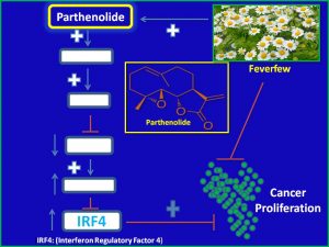 parthenolide-induces-the-expression-of-irf4