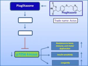pioglitazone-suppresses-p70-s6-kinase-expression-and-extends-lifespan