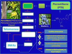 Pterostilbene increases Telomerase expression and inhibits dilated cardiomyopathy