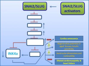 snai2-slug-inhibits-ink4a-expression-and-protects-it-from-dilated-cardiomyopathy